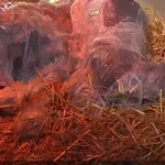 Гнусотия! Германската национална телевизия оскверни Бъдни вечер с гол лепкав човек (ВИДЕО)