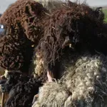 Хиляди кукери гониха злото в Благоевград