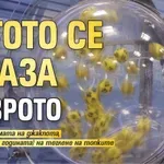 Тотото се омаза с еврото