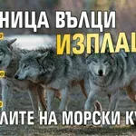 Глутница вълци изплаши жителите на морски курорт (ВИДЕО)