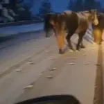 БАБХ тръгва на лов за подивелите коне в Троянския проход