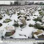 Земеделец от Кнежа унищожи 50 тона зеле заради ниски изкупни цени