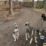 Героизъм на лапи: Четири улични кучета спасиха мъж в безсъзнание от пожар в Аспарухово