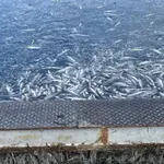 Масов мор на риба в акваферма край Карлово