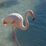 Спасиха фламинго край Бургас (ВИДЕО)