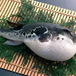 Стиска ли ви? Най-опасната риба фугу може да убие за секунди след консумация