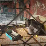 Внасяме мечки от Аржентина (Снимки)