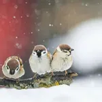 Утре ще ни грее слънце, но от вторник пак студ