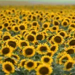 200 000 тона слънчоглед от Аржентина пътуват към България