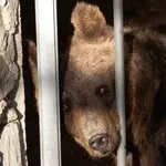 След спасителна мисия: Мечките Гордо и Флоренция долетяха в Белица