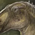 Румънски и унгарски палеонтолози откриха нов вид динозавър