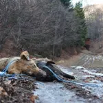 Гърми нов скандал: БАБХ удря животновъдите с глоби до 10 бона за хаоса, който създаде с инсинераторите