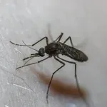 Регистриран е вероятен случай на денга във Варна