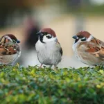 Броим врабчета на 18 април