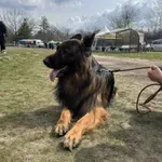 Немски овчарки мериха сили и интелект на изложба в Бутан