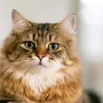 Защо котките никога не падат по гръб