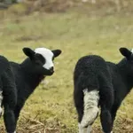 Учените притеснени: Многократното клониране може да причини фатални генетични мутации