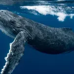 Гърбат кит, спасен преди дни, отново заседна край бреговете на Германия