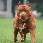 Домашен питбул, разхождан от тийнейджър, нахапа две деца в Бургас