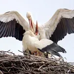 Пускат 10 бели щъркели на свобода в природата