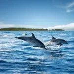 България затяга мерките за опазване на делфините в Черно море