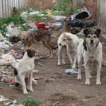 Едва 2000 бездомни кучета щъкат в София, изчислиха от общината