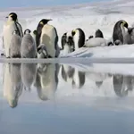 Императорският пингвин и антарктическият тюлен вече са застрашени видове