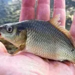 Отварят рибна борса в Царево