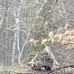 Мъж засне мечка край хижа "Рай"