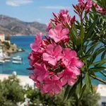 В Гърция изкореняват зокума - бил токсичен