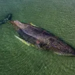 Частна акция спасява заседналия кит „Тими“ в Балтийско море