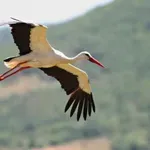 Бягат ли щъркелите от войните? Ето истината за миграционните им пътища