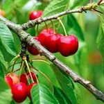 Ще ядем ли по-евтини череши?