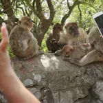 Маймуните в Гибралтар ядат пръст заради… вредната човешка храна