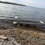 Шок-гледка на плажа в Арапя: 3 мъртви делфина и мръсотия