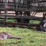 Кенгуру албинос се роди в зооцентъра в Добрич