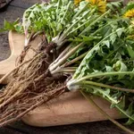 Корен от глухарче убива 90% от раковите клетки