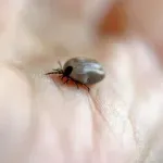 Кърлежи налазиха пловдивчани