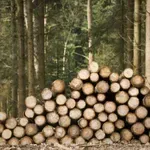 Условна присъда за лесовъд в Кюстендил заради схеми с документи за дървесина