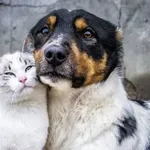 Европарламентът закова правила срещу малтретирането на кучета и котки