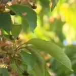 Нито едно плодче не е оцеляло след сланата в Кюстендилско вчера и днес