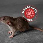 Най-важното, кооето трябва да знаем за смъртоносния хантавирус