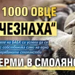 Над 1000 овце „изчезнаха“ от ферми в Смолянско