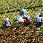 Съкращават срока за регистрация за сезонна работа