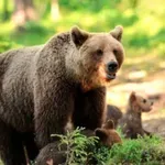 Каква е вероятността да срещнем мечка на Витоша?