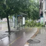 Голям клон падна на тротоар в Пловдив, майка с дете се разминаха на косъм (СНИМКИ)