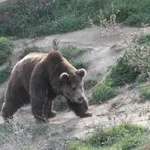 Още по-зловещо: Мечка е нападнала и убила мъжа до хижа "Рудничар"