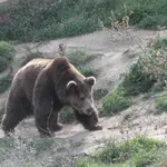 Следи от мечка и малко мече са отрити по тялото на мъжа, открит мъртъв край хижа "Рудничар"