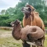 Застрашен вид камила се роди в Софийския зоопарк