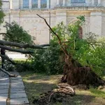 Дърво се стовари в градинката до Катедралата във Варна